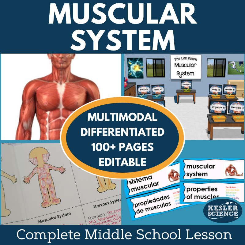 Muscular System Complete Lesson Plan - MS