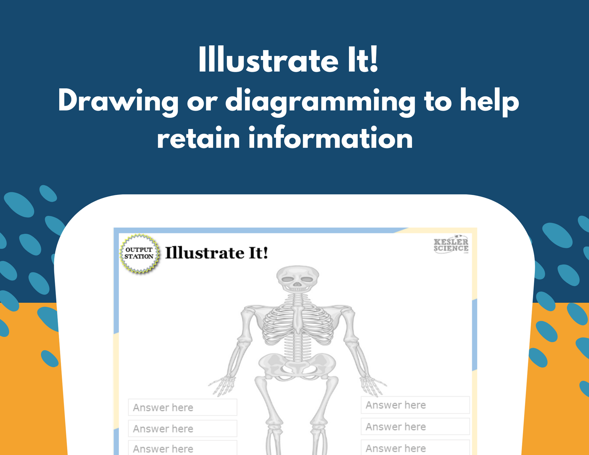 Skeletal System Station Lab - MS