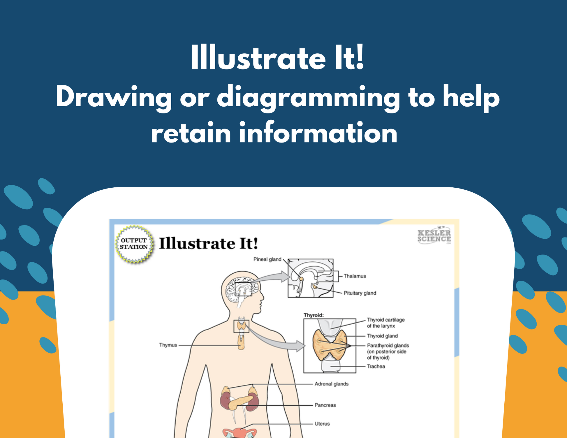 Endocrine System Station Lab - MS