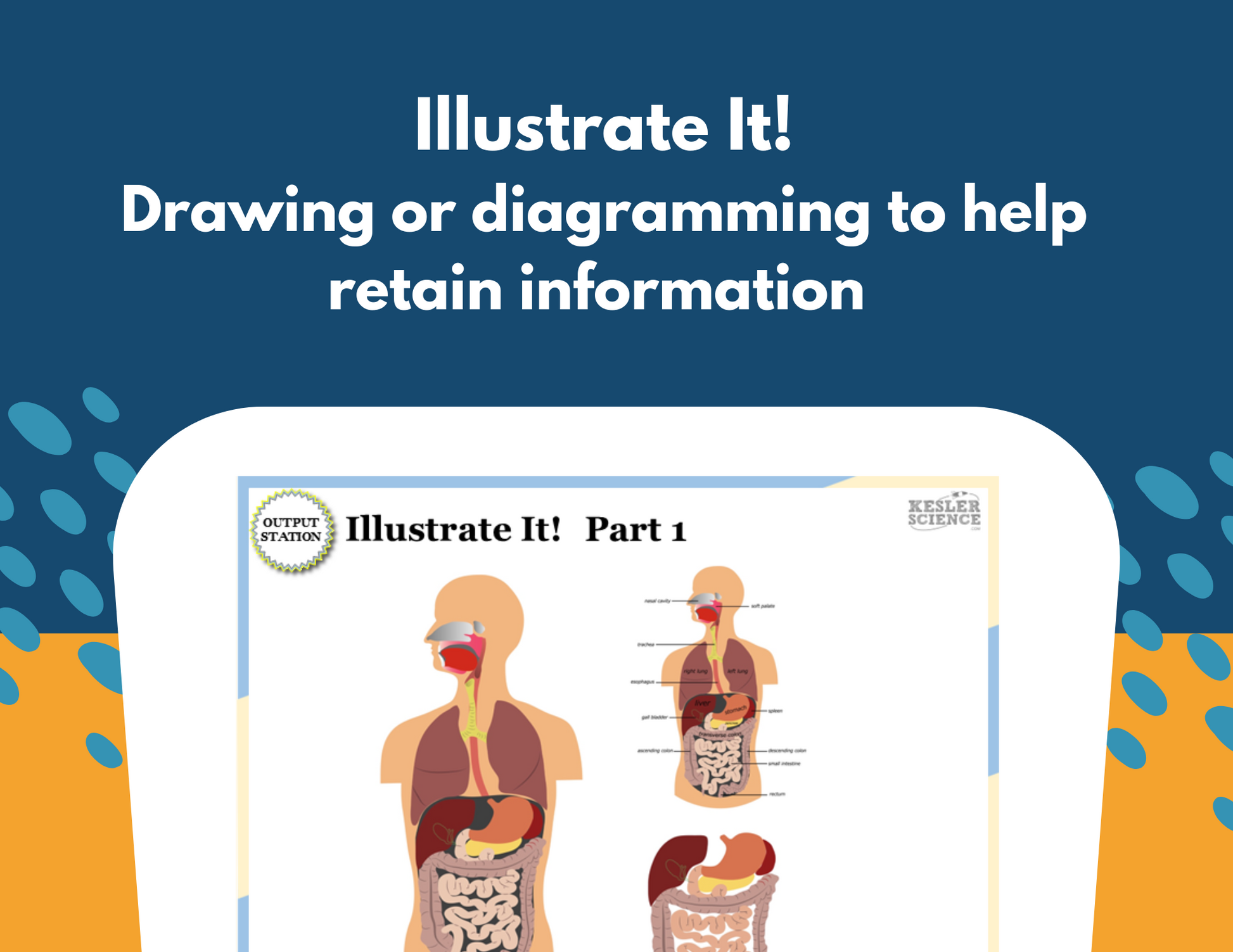 Digestive System Station Lab - MS
