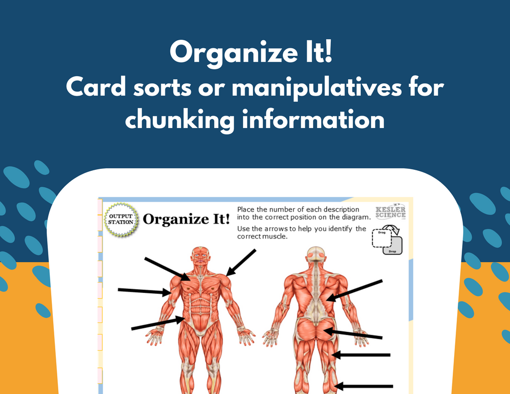 Muscular System Station Lab - MS