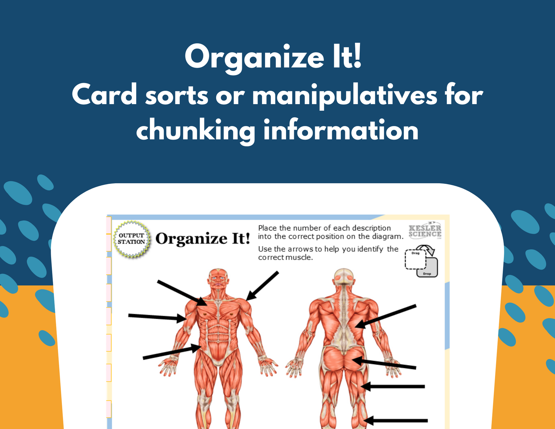Muscular System Station Lab - MS