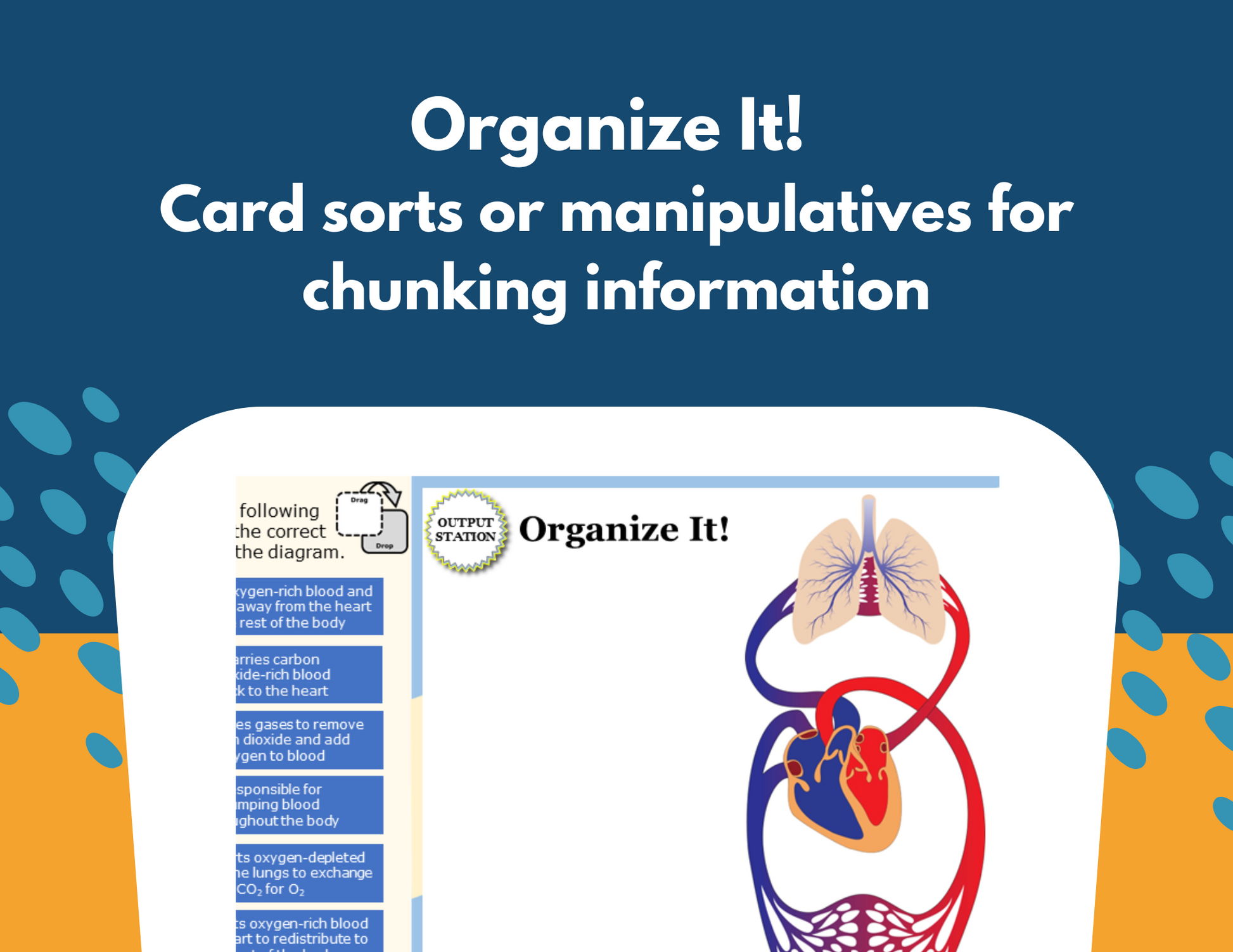 Circulatory System Station Lab - MS