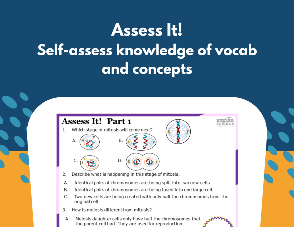 Mitosis & Meiosis Station Lab - MS