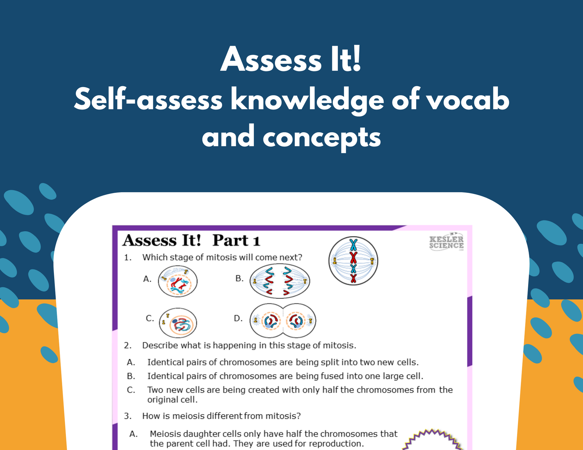 Mitosis & Meiosis Station Lab - MS