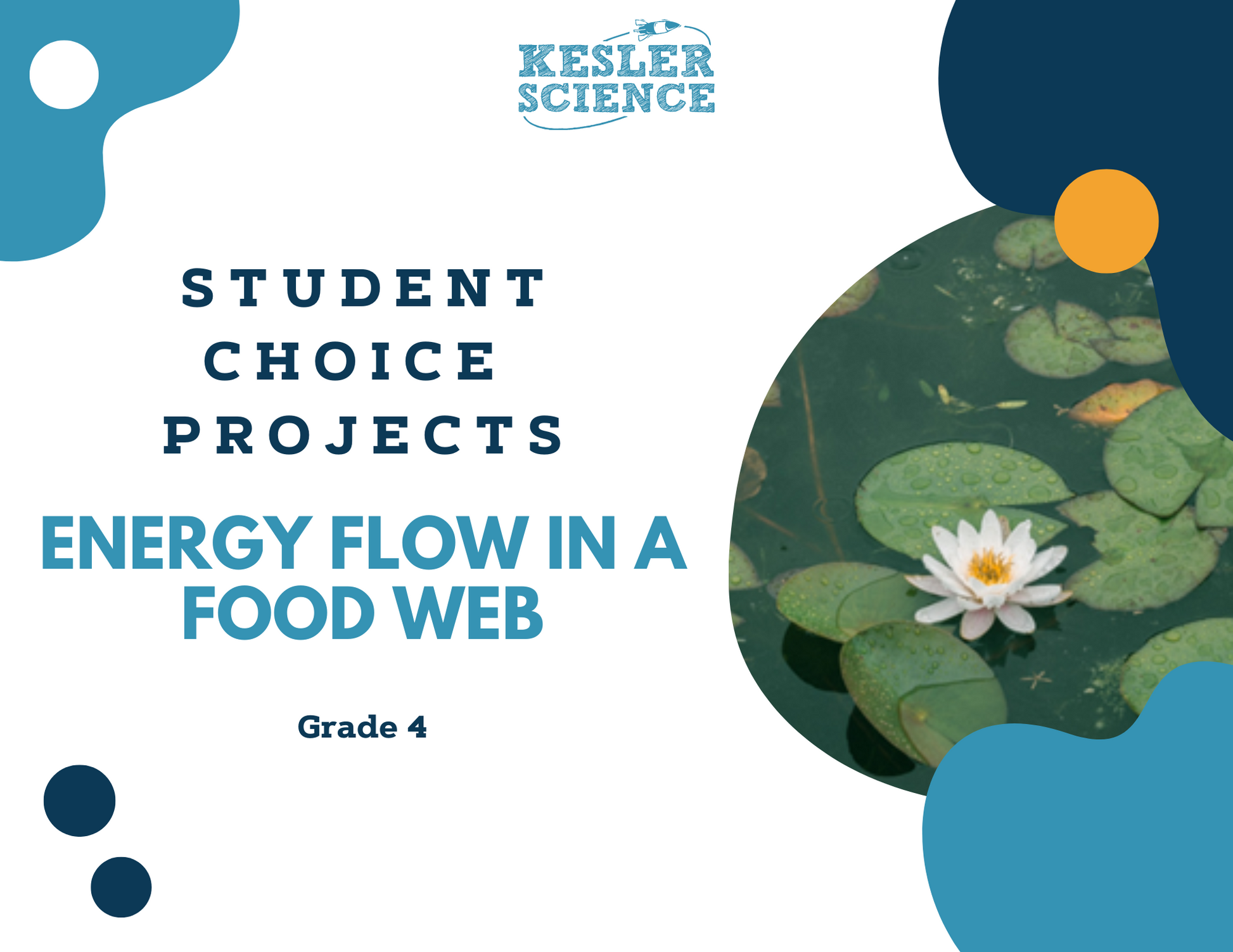 Energy Flow in a Food Web - Student Choice Projects - 4th Grade