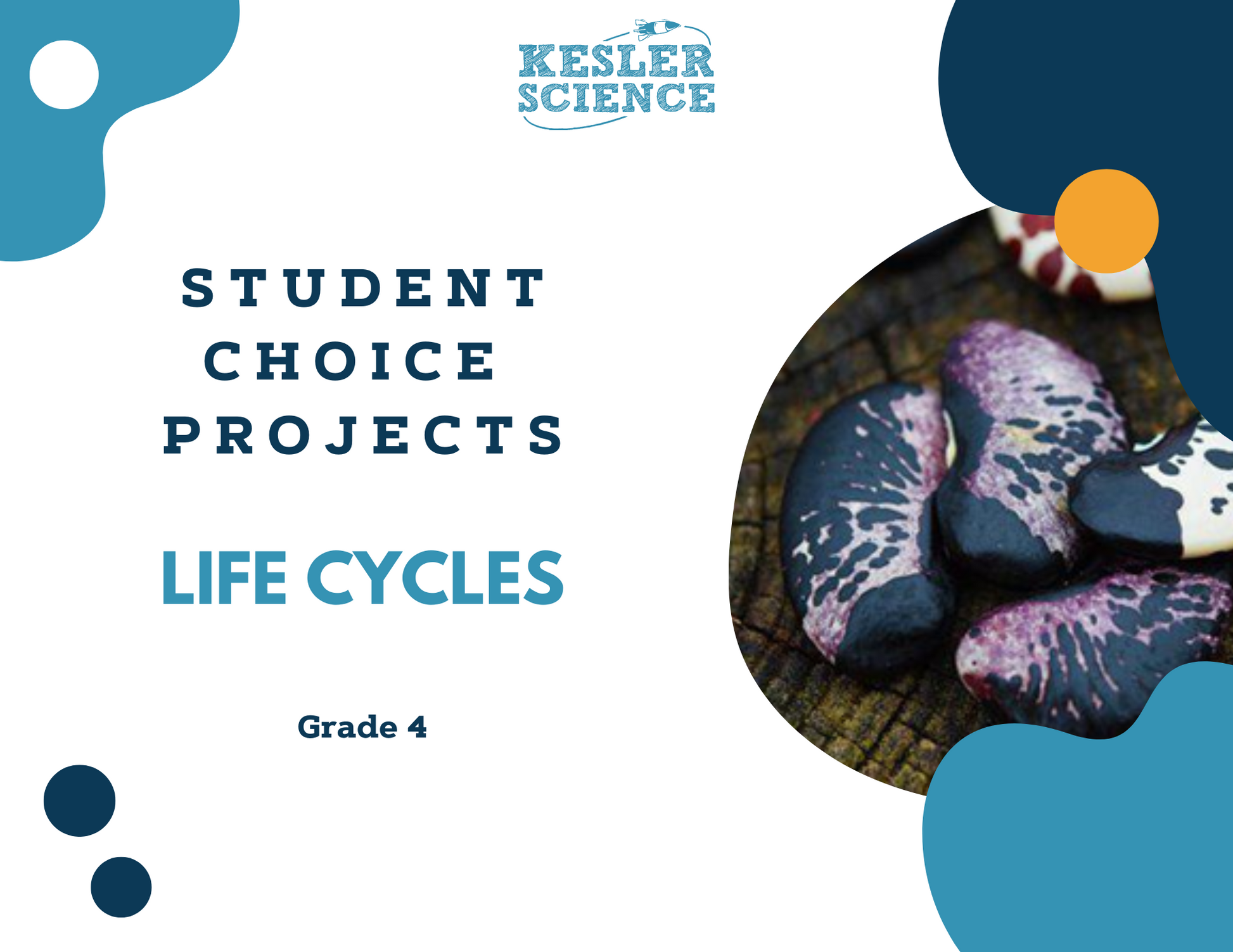 Life Cycles - Student Choice Projects - 4th Grade