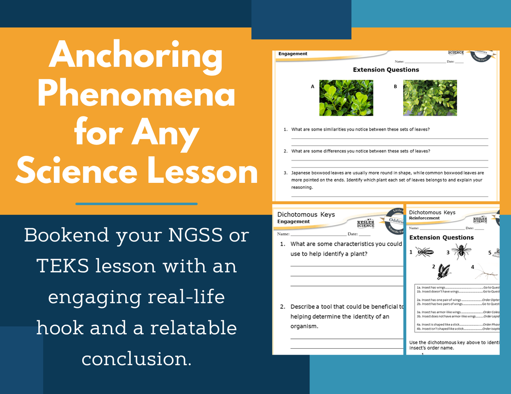 Amazing Anchors Dichotomous Keys - MS 6-8