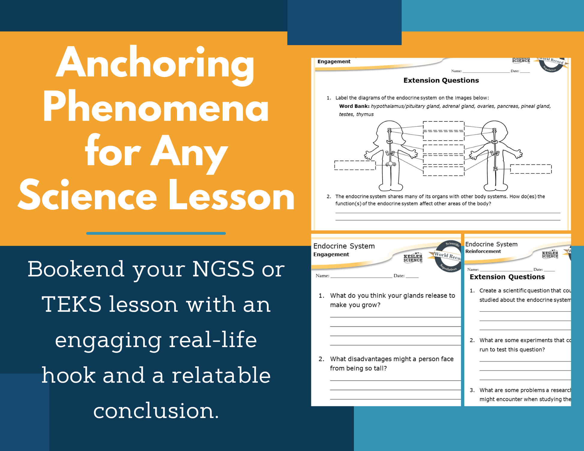 Amazing Anchors - Endocrine System - MS 6-8