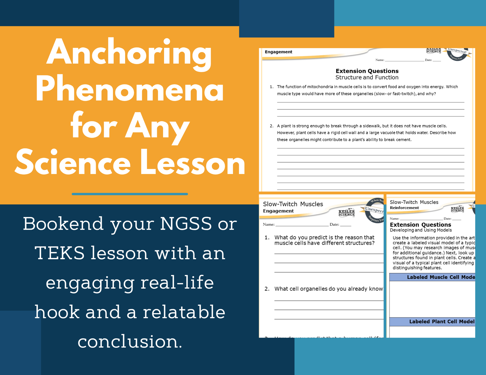 Amazing Anchors Cell Parts & Functions (Slow Twitch Muscles) - NGSS MS LS1-2, MS 6-8