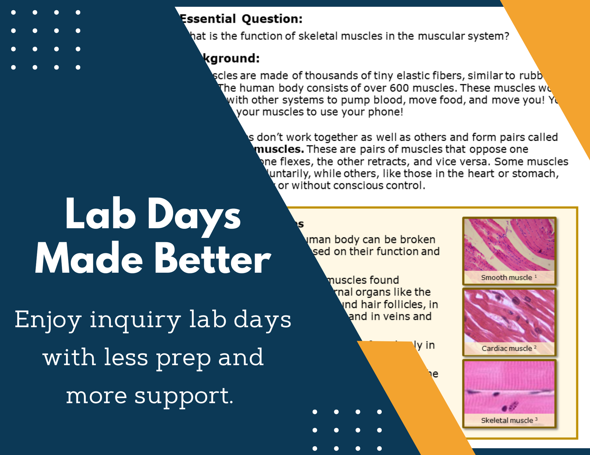 Muscular System Inquiry Lab - MS 6-8 Science TEKS