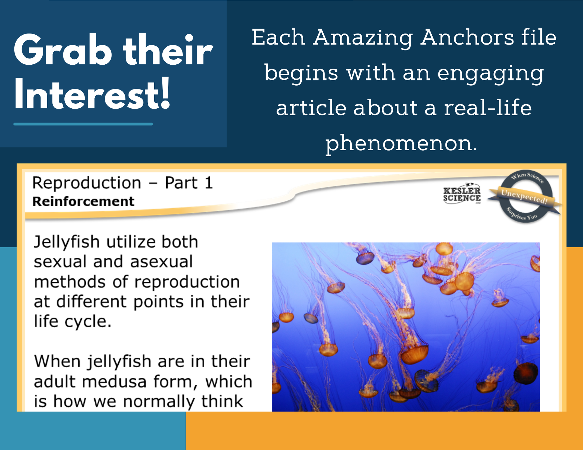 Amazing Anchors Sexual & Asexual Reproduction - MS 6-8