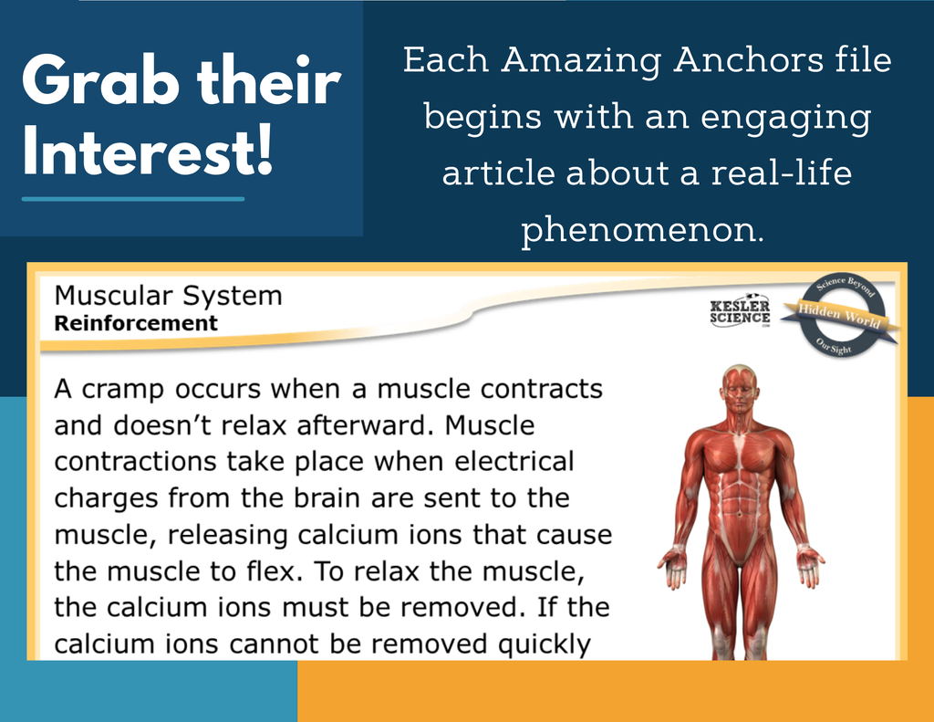 Amazing Anchors - Muscular System - MS 6-8