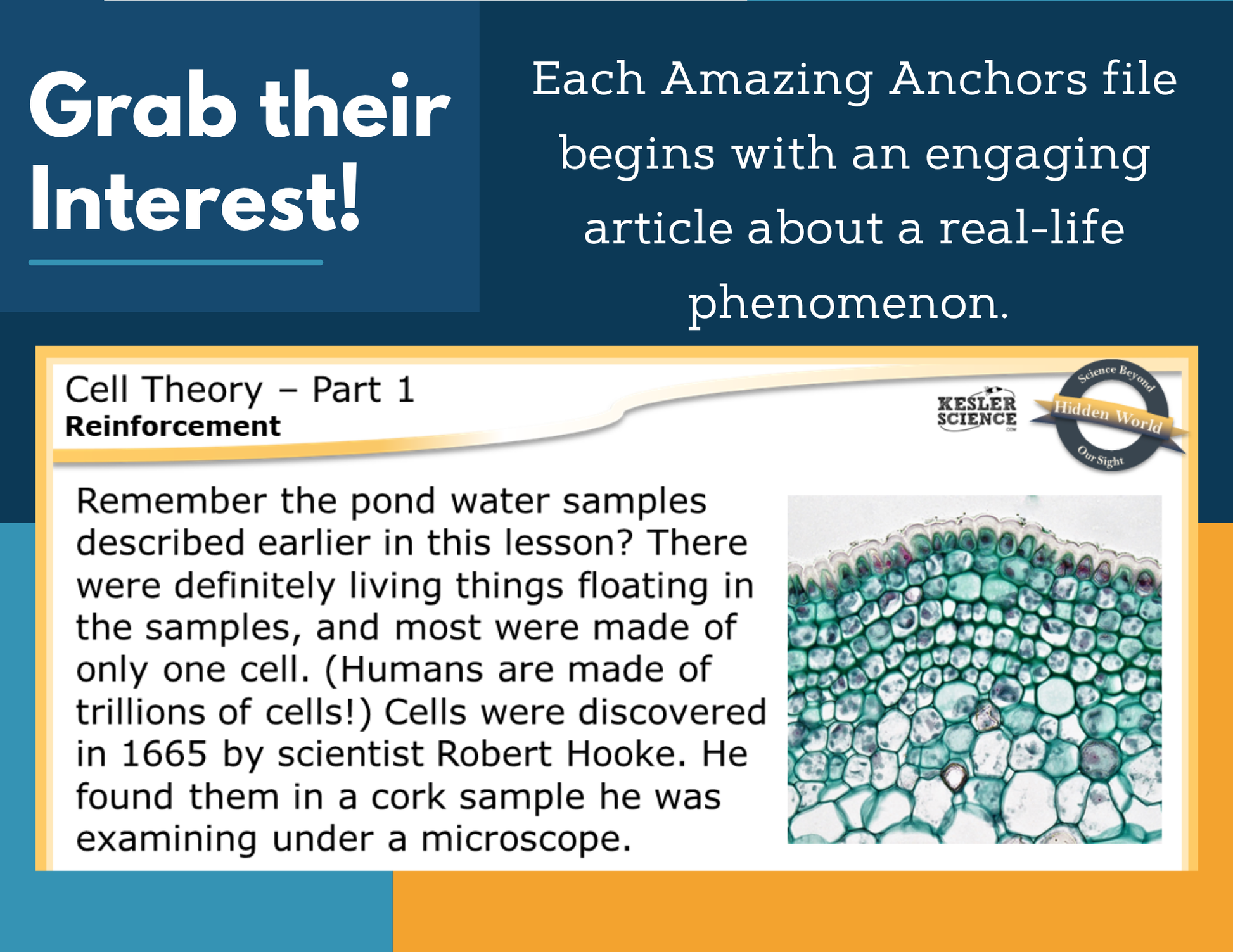 Amazing Anchors Cell Theory - MS 6-8