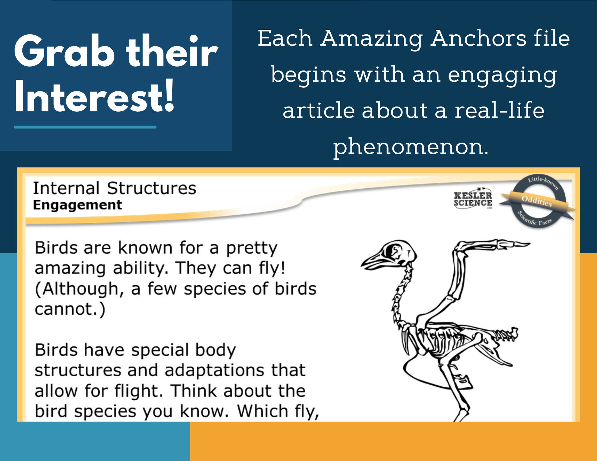 Amazing Anchors Internal Adaptations (Internal Structures) - MS 6-8