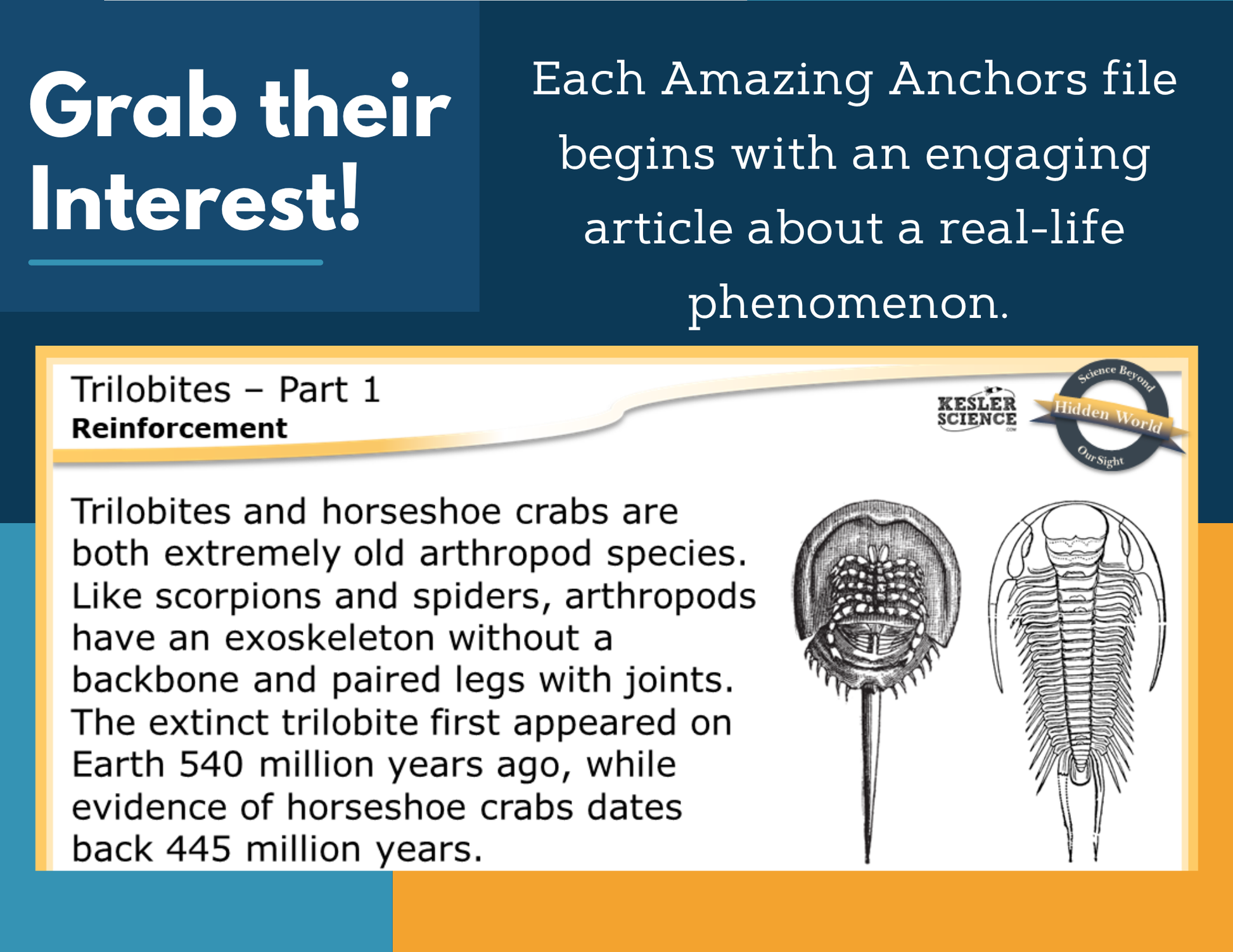 Amazing Anchors Comparative Anatomy (Trilobites) - NGSS MS LS4-2
