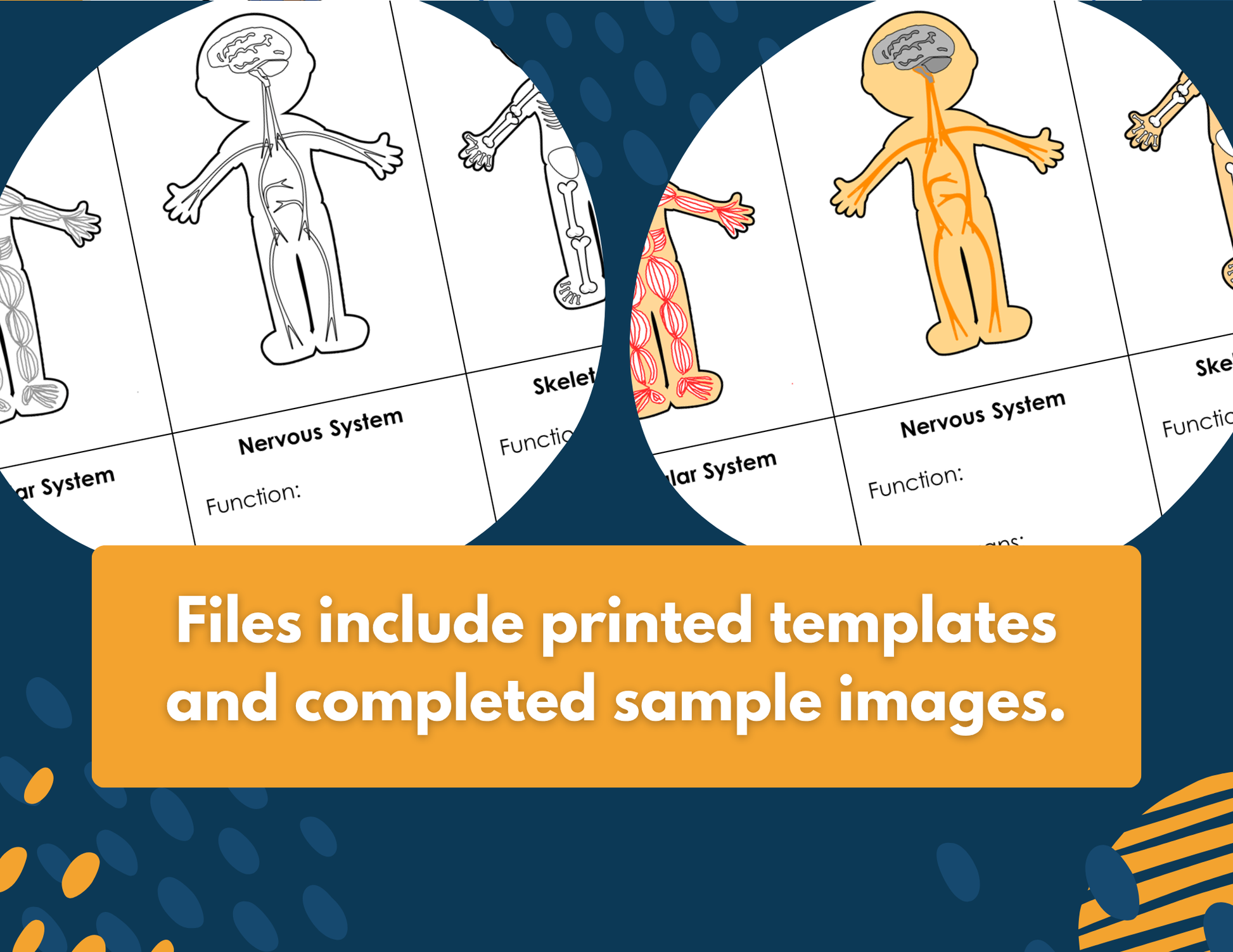 Body Systems Interactive Notebook Pages - Digital & Print INB - MS 6-8