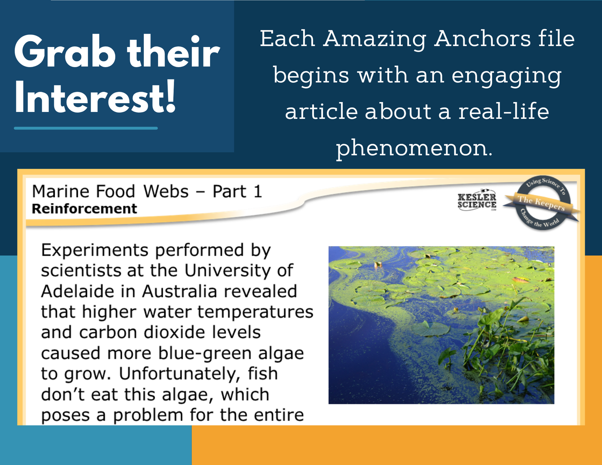 Amazing Anchors Food Webs & Food Chains (Marine) - MS 6-8