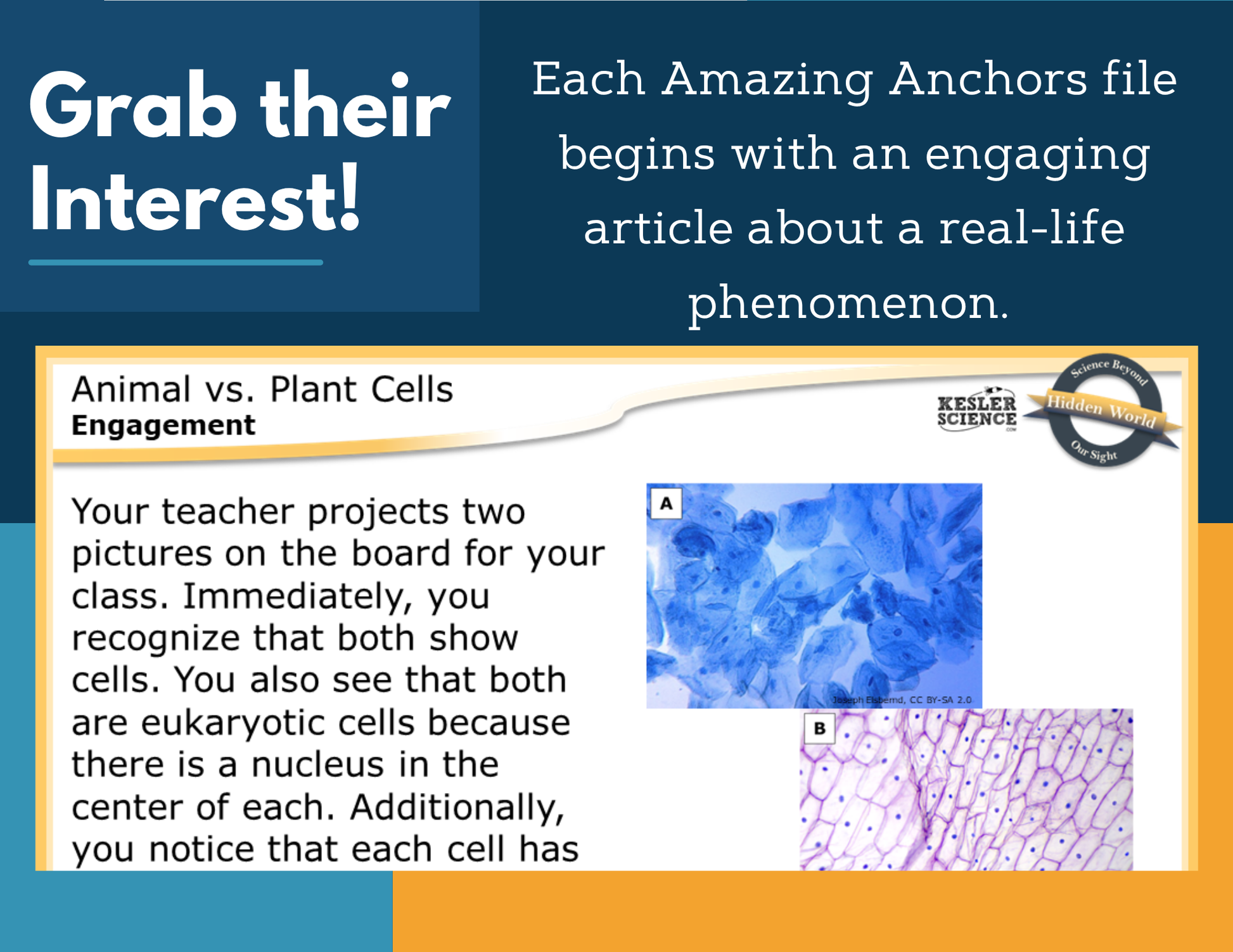 Amazing Anchors Plant vs Animal Cells - MS 6-8