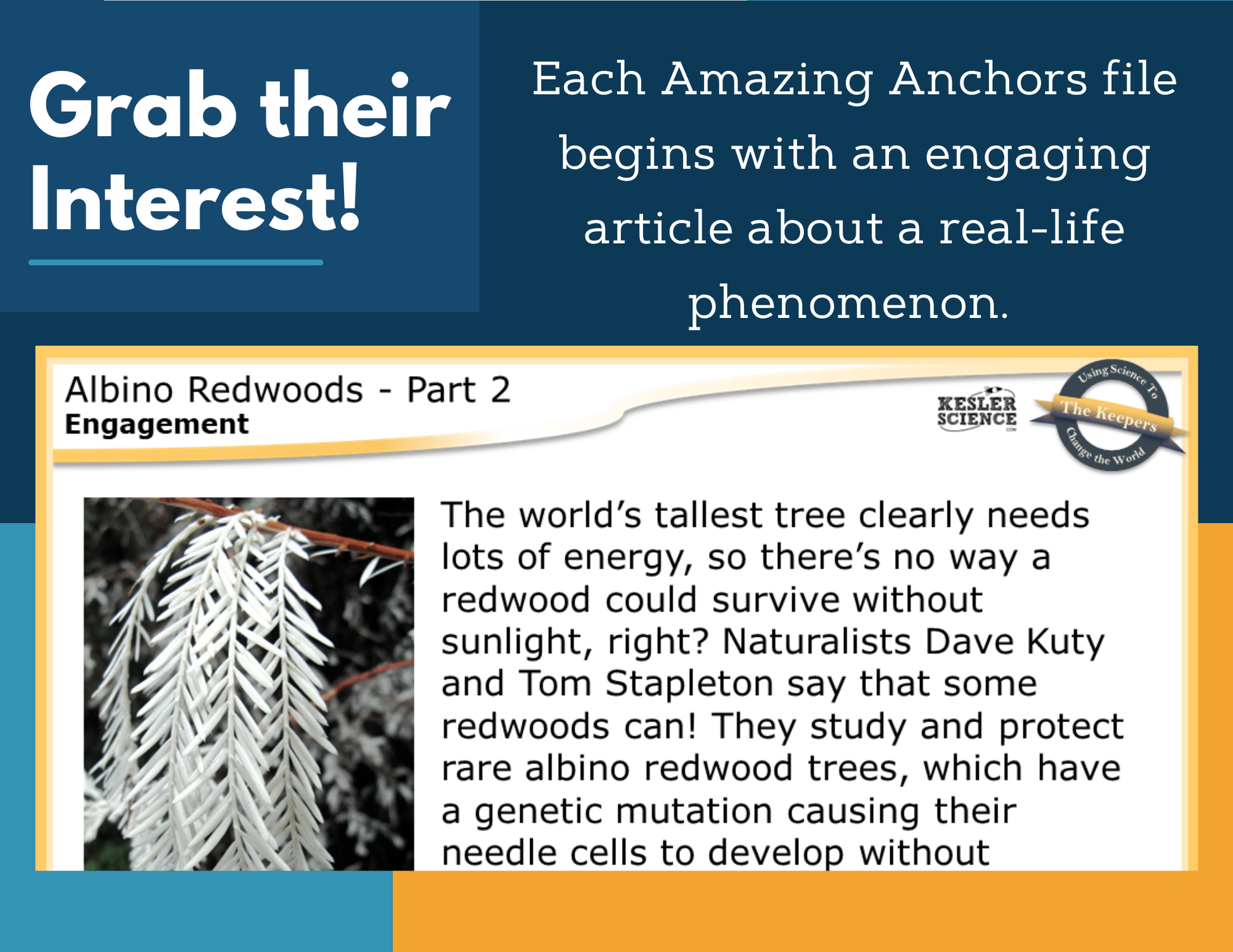 Amazing Anchors Photosynthesis (Albino Redwoods) - MS 6-8