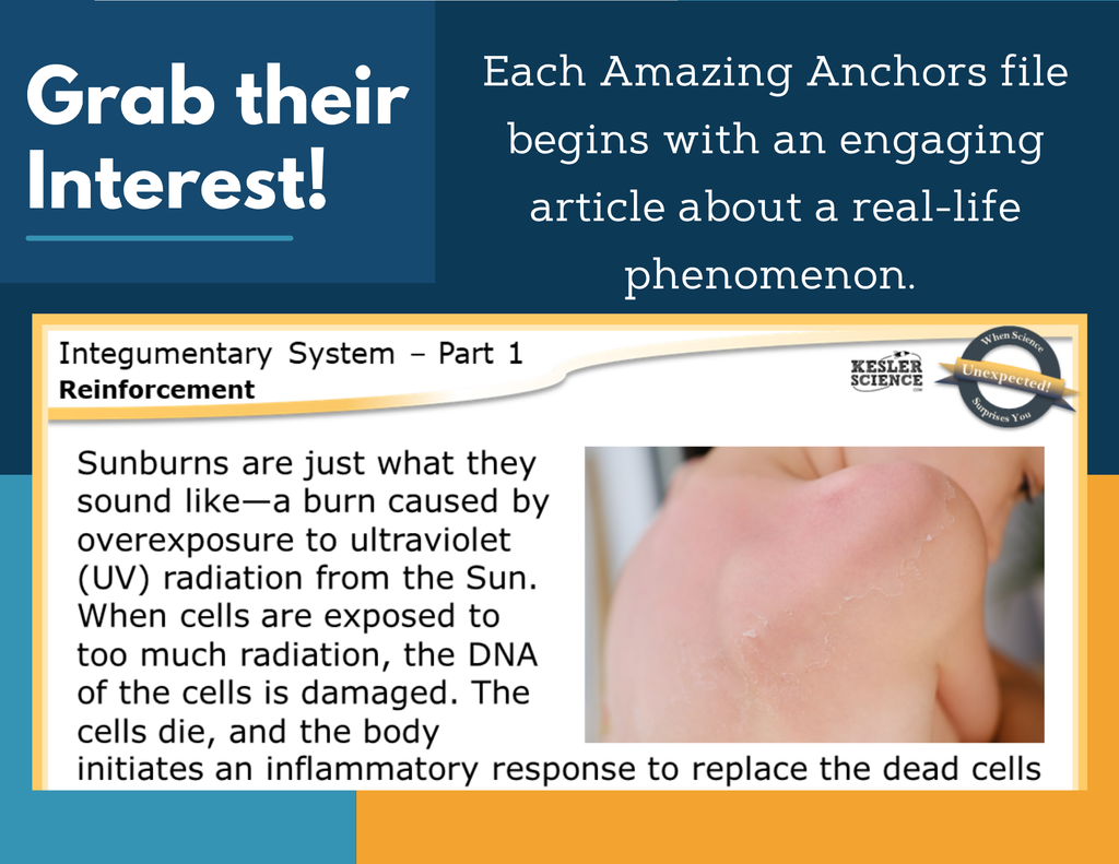 Amazing Anchors - Integumentary System - MS 6-8