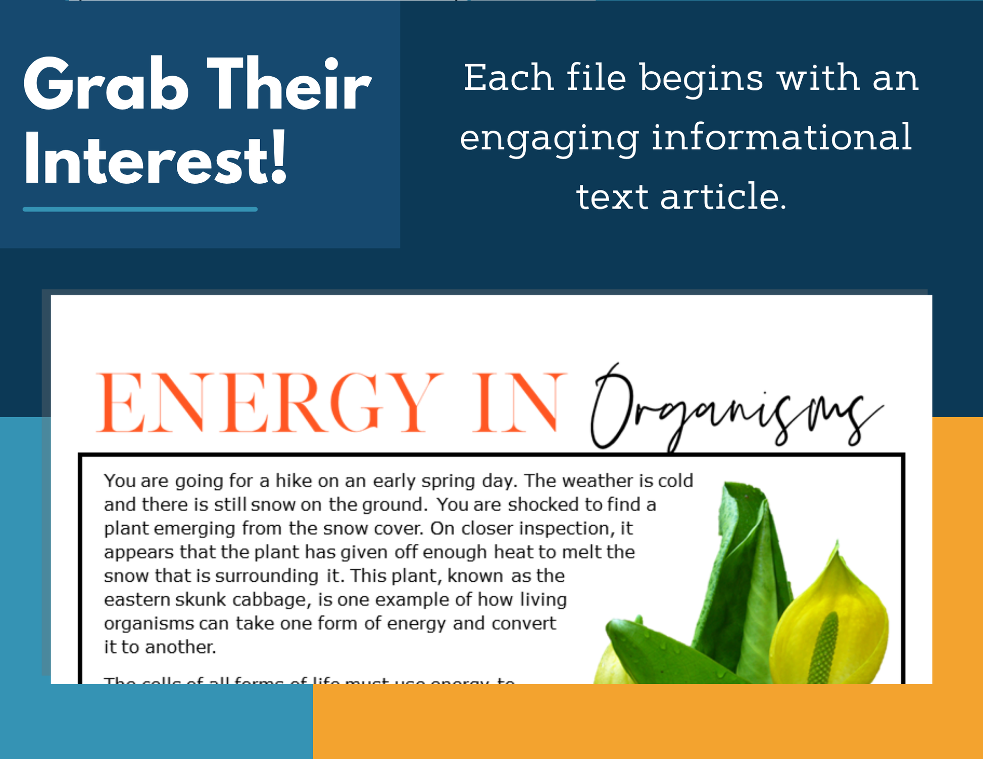 MS 6th 7th 8th Science Reading Comprehension Passages - VOL. 4 - Energy in Organisms