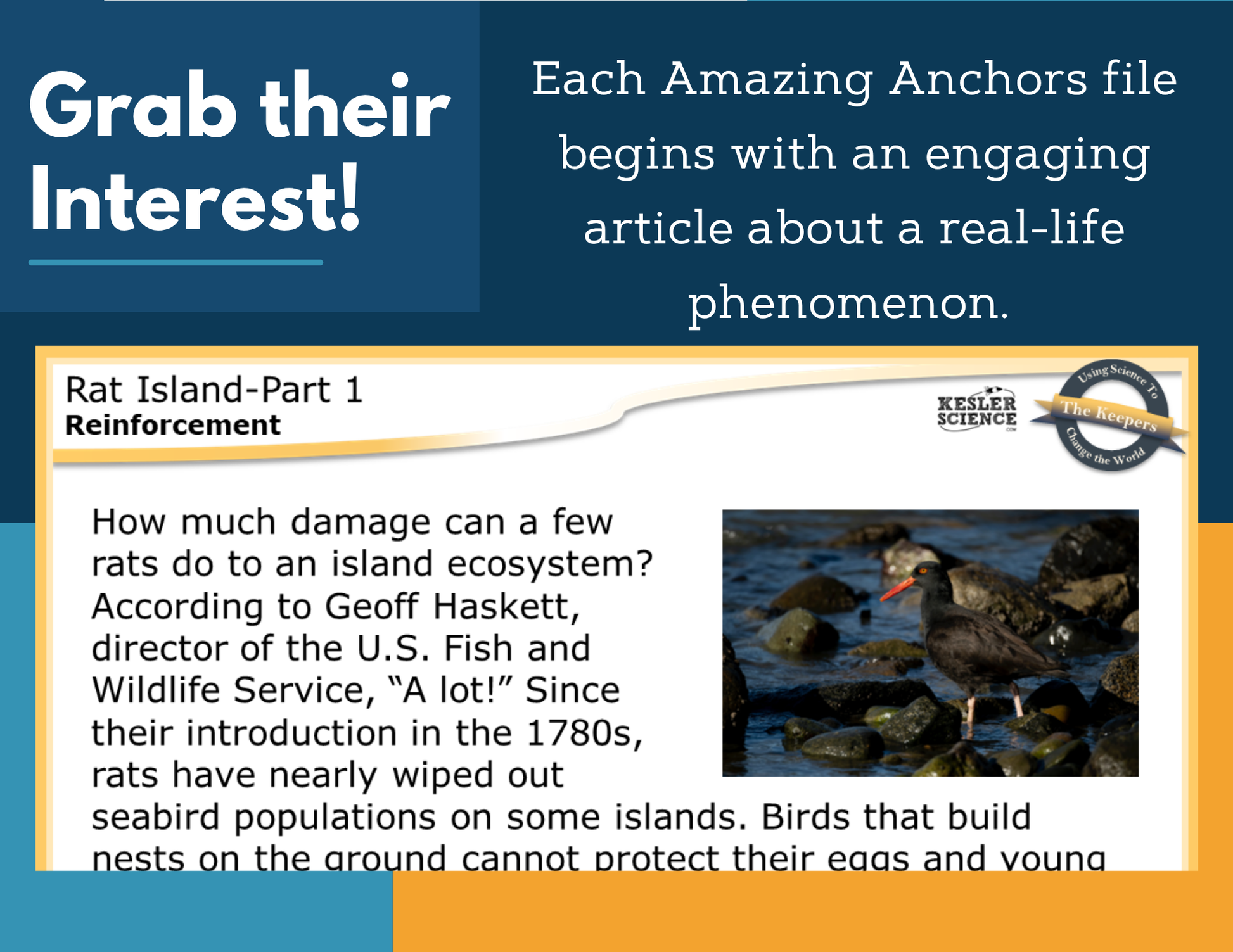 Amazing Anchors Invasive Species (Rat Island) - MS 6-8