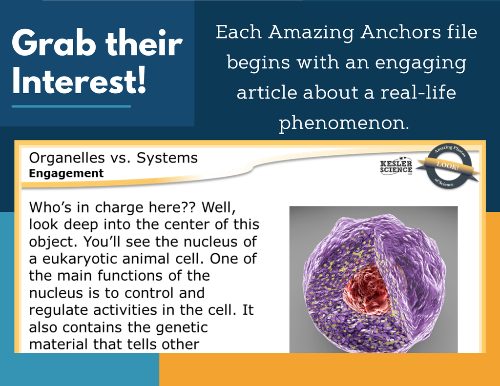 Amazing Anchors Cells vs Systems (Organelles) - MS 6-8