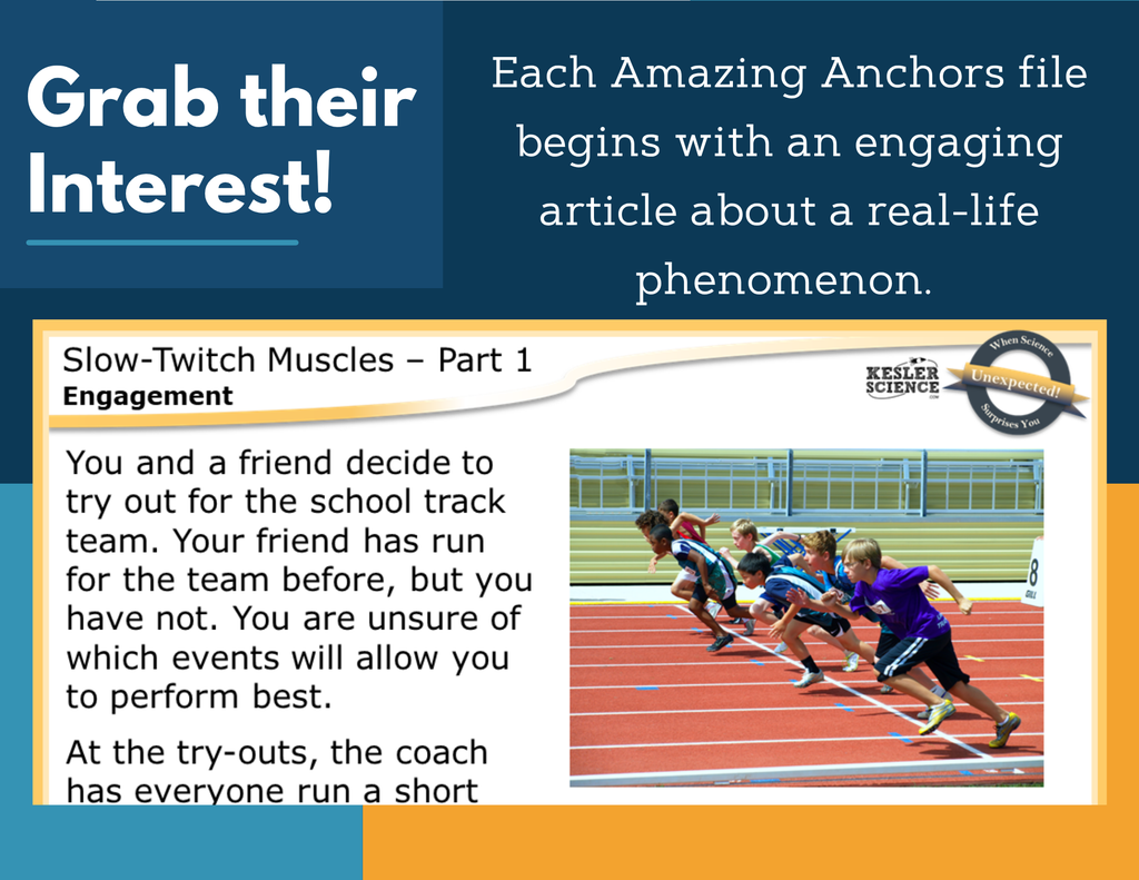 Amazing Anchors Cell Parts & Functions (Slow Twitch Muscles) - NGSS MS LS1-2, MS 6-8