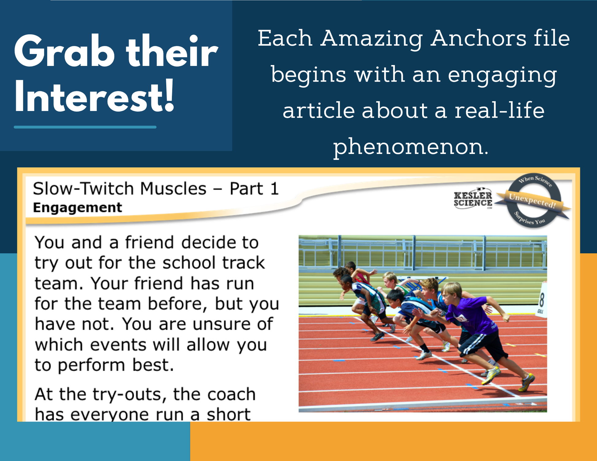 Amazing Anchors Cell Parts & Functions (Slow Twitch Muscles) - NGSS MS LS1-2, MS 6-8