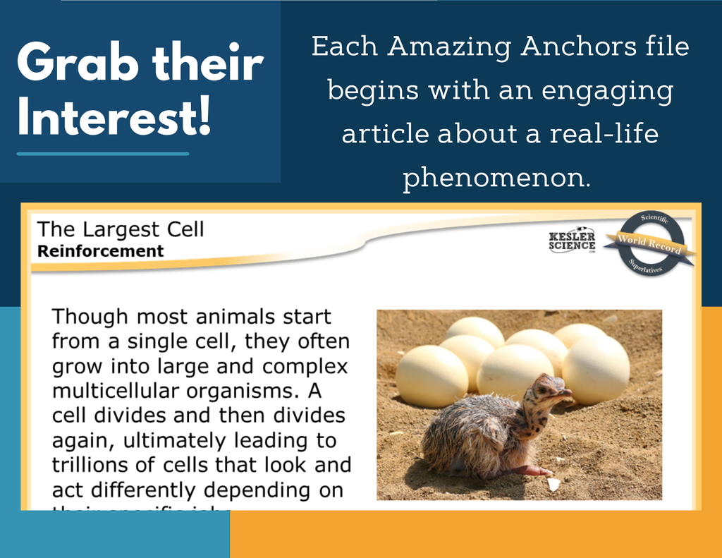 Amazing Anchors Unicellular & Multicellular (The Largest Cell) - MS 6-8