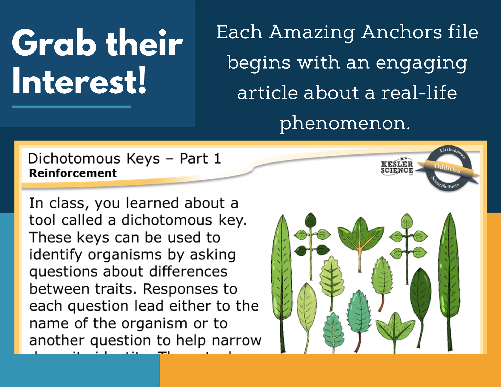 Amazing Anchors Dichotomous Keys - MS 6-8