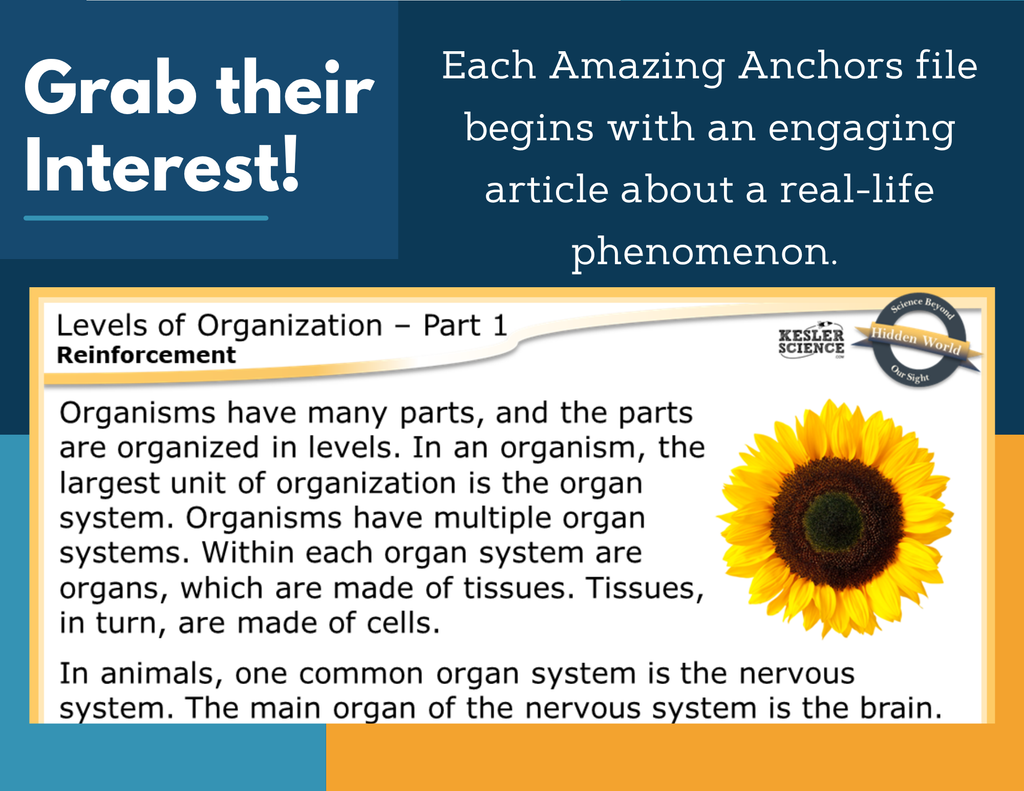 Amazing Anchors Organization of Organisms (Levels of Organization) - MS 6-8