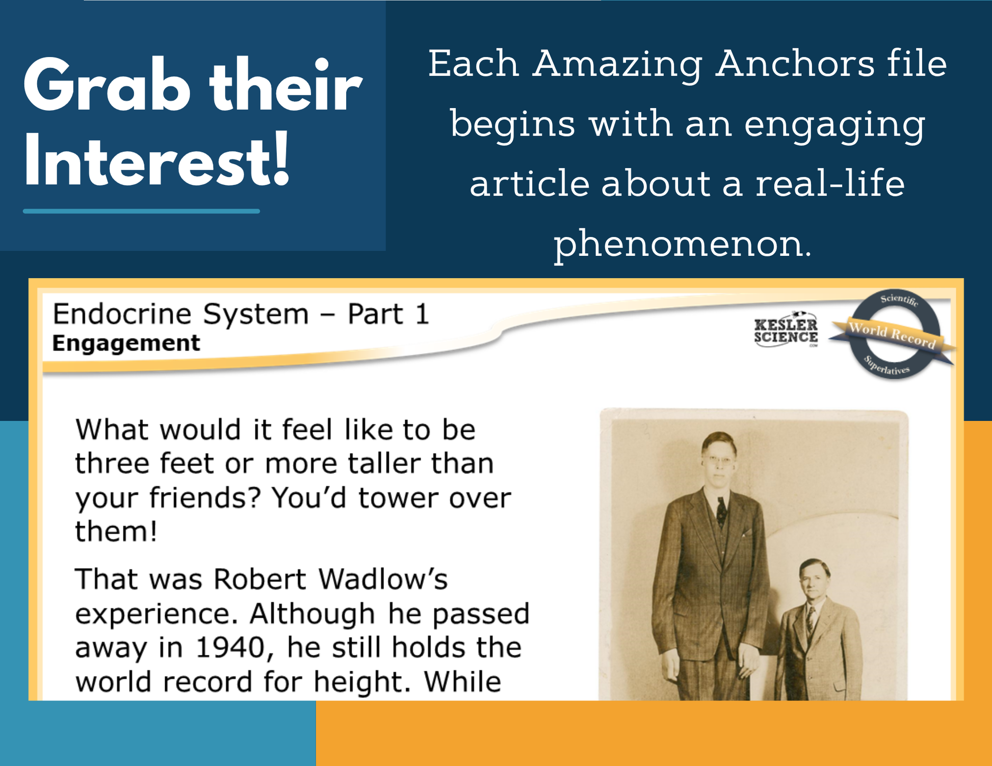 Amazing Anchors - Endocrine System - MS 6-8