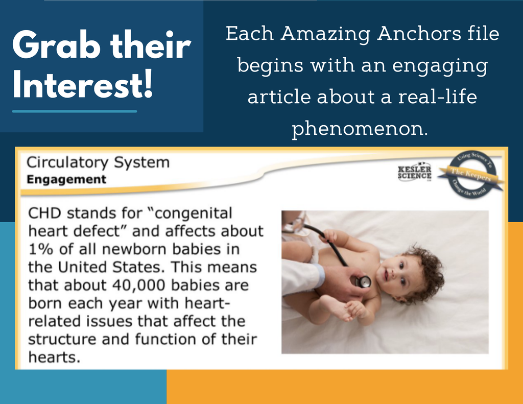 Amazing Anchors: Body Systems Bundle - MS 6-8