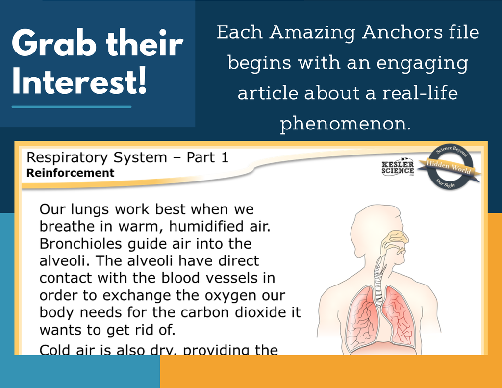 Amazing Anchors - Respiratory System - MS 6-8