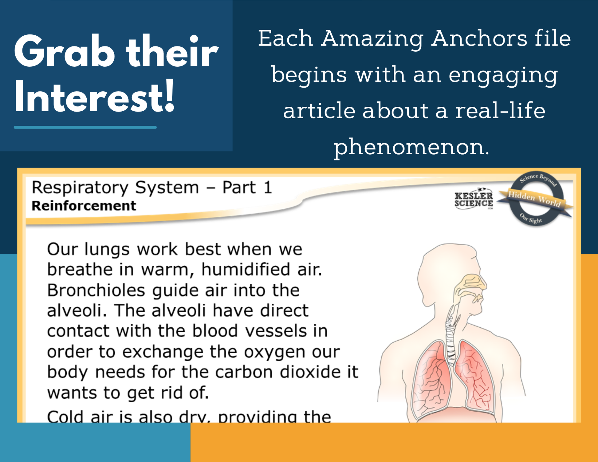 Amazing Anchors - Respiratory System - MS 6-8
