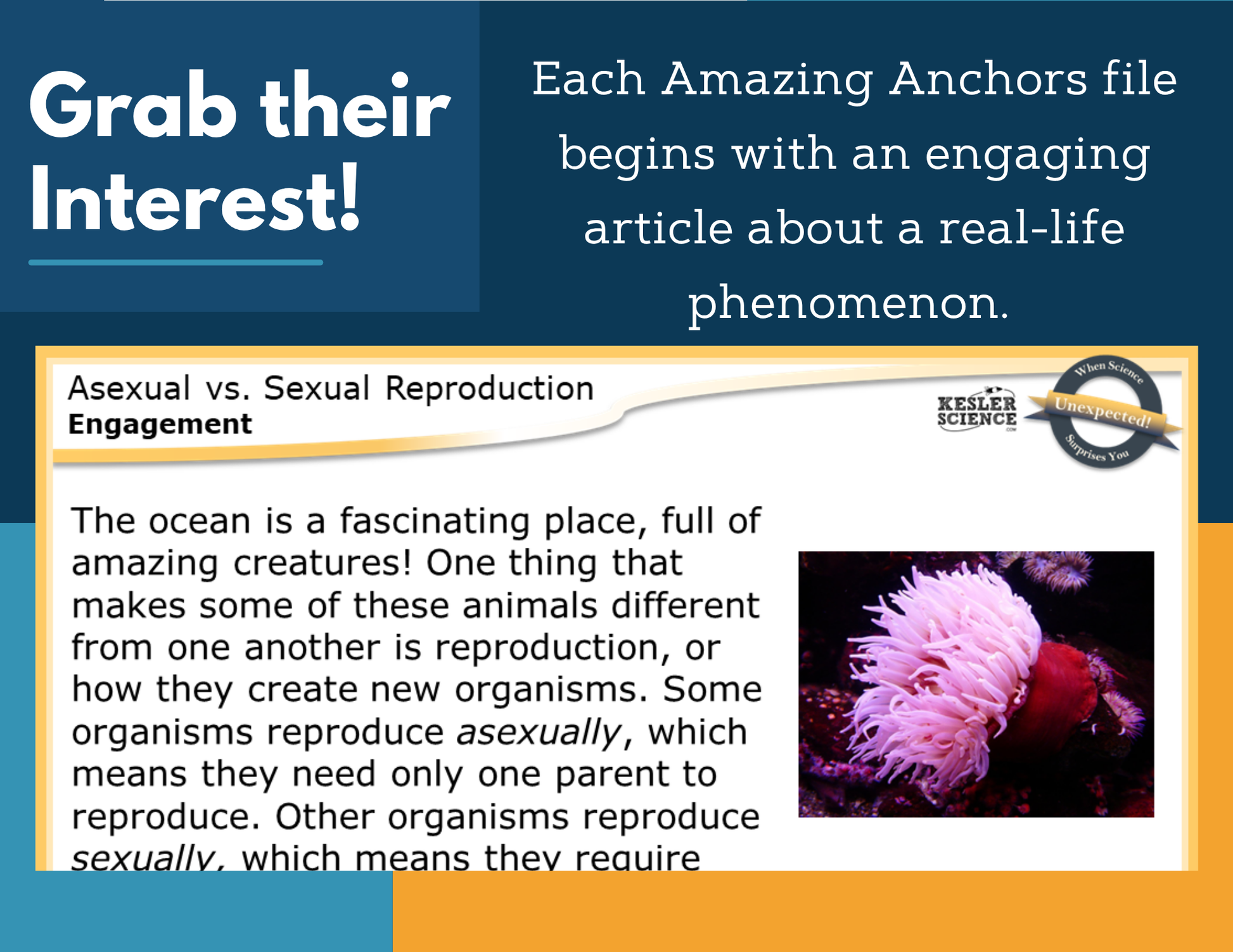 Amazing Anchors Sexual vs Asexual Reproduction - NGSS MS LS3-2
