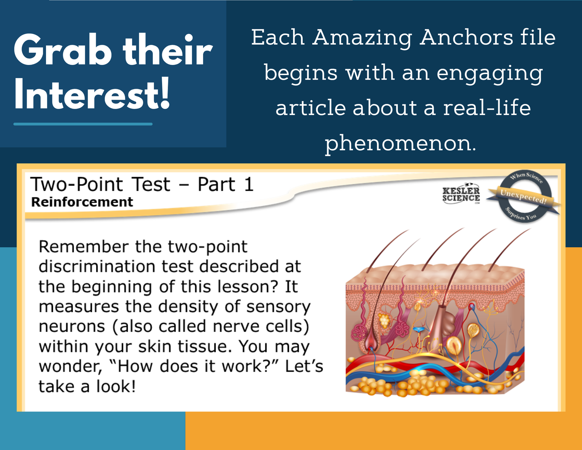 Amazing Anchors Interacting Body Systems (Two-Point Test) - NGSS MS LS1-3