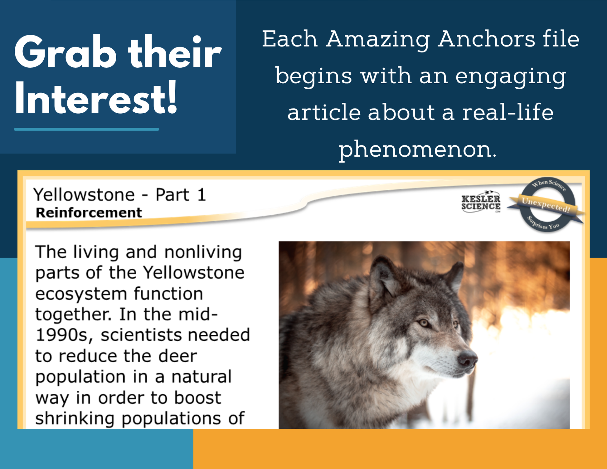 Amazing Anchors Biotic & Abiotic Factors (Yellowstone) - MS 6-8