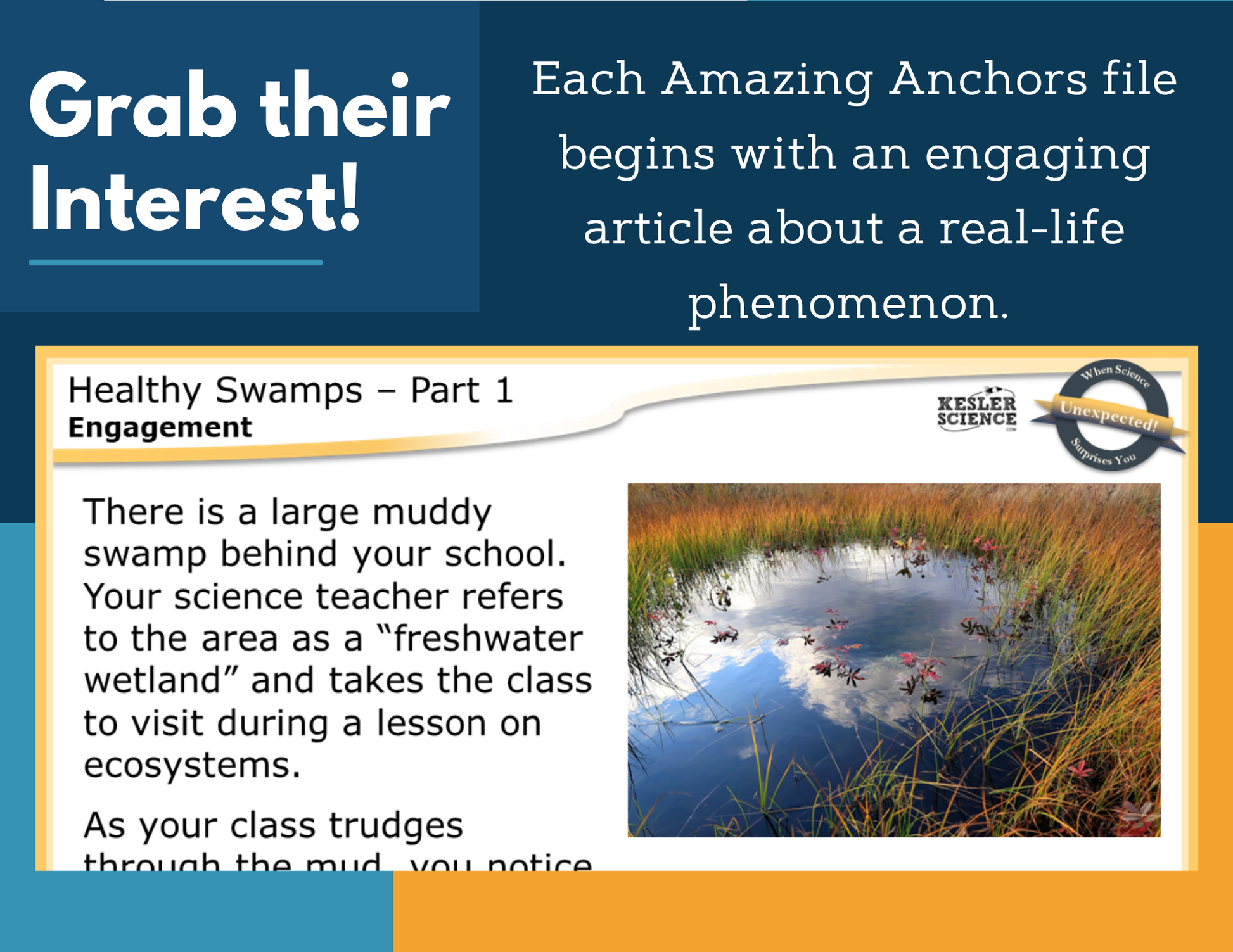 Amazing Anchors Biodiversity (Healthy Swamps) - NGSS MS LS2-5