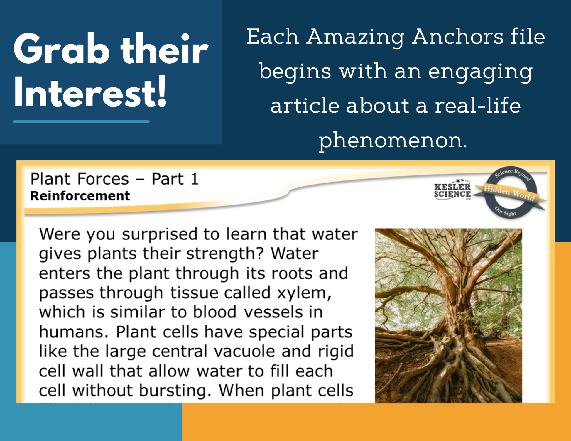 Amazing Anchors Tropisms & Turgor Pressure (Plant Forces) - MS 6-8