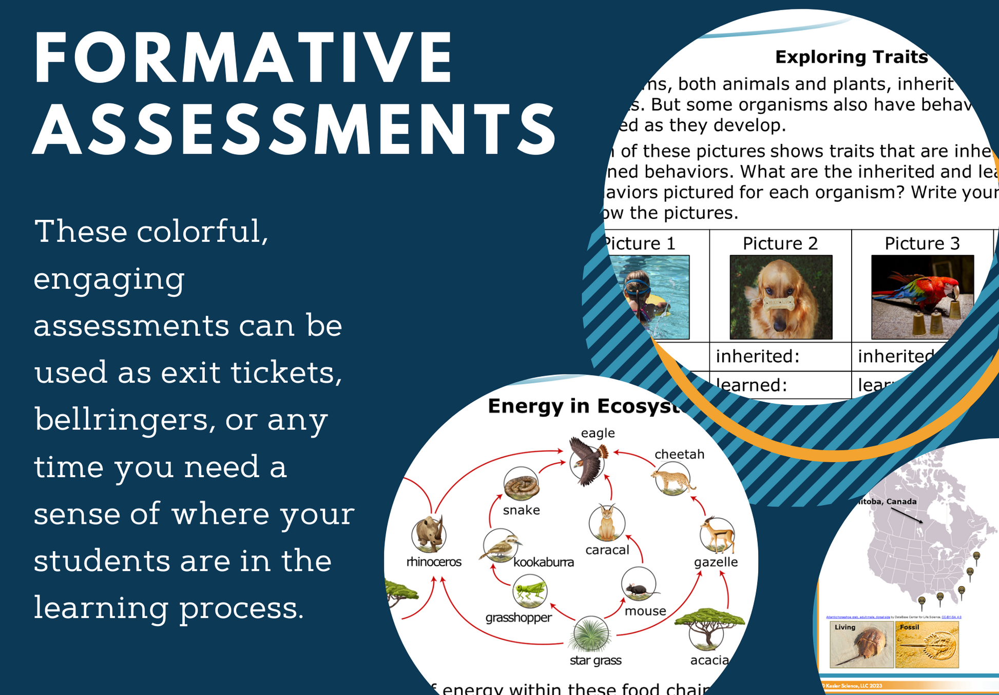 Grades 3-5 Exit Tickets - Life Sciences Set