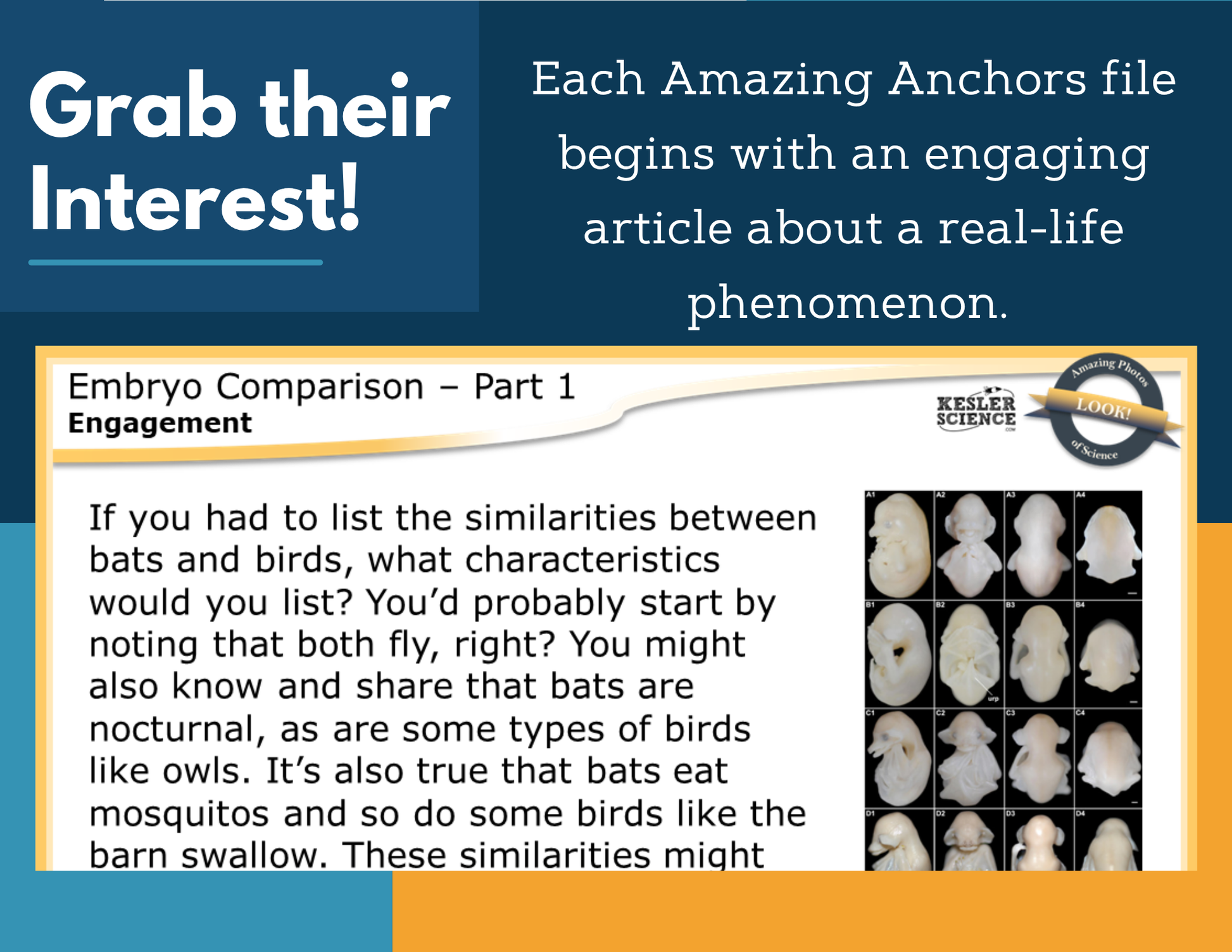Amazing Anchors: Structure of Life Bundle MS 6-8