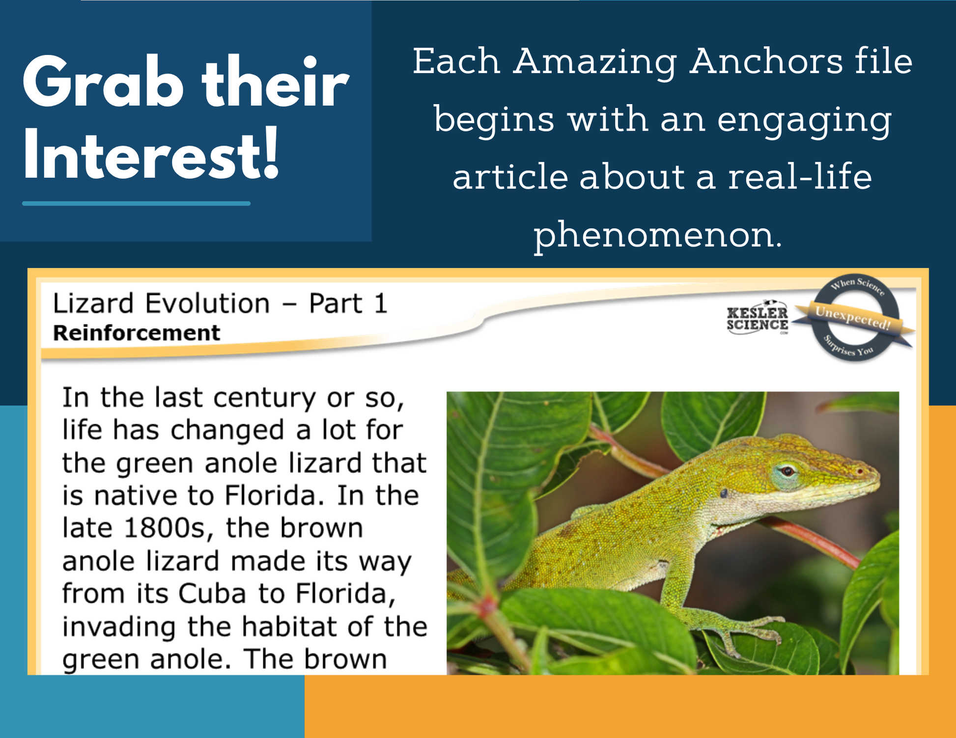 Amazing Anchors Natural Selection (Lizard Evolution) - NGSS MS LS4-6