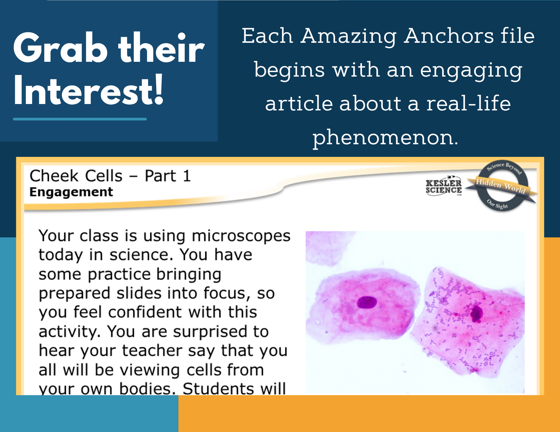 Amazing Anchors Prokaryotic & Eukaryotic (Cheek Cells) - MS 6-8