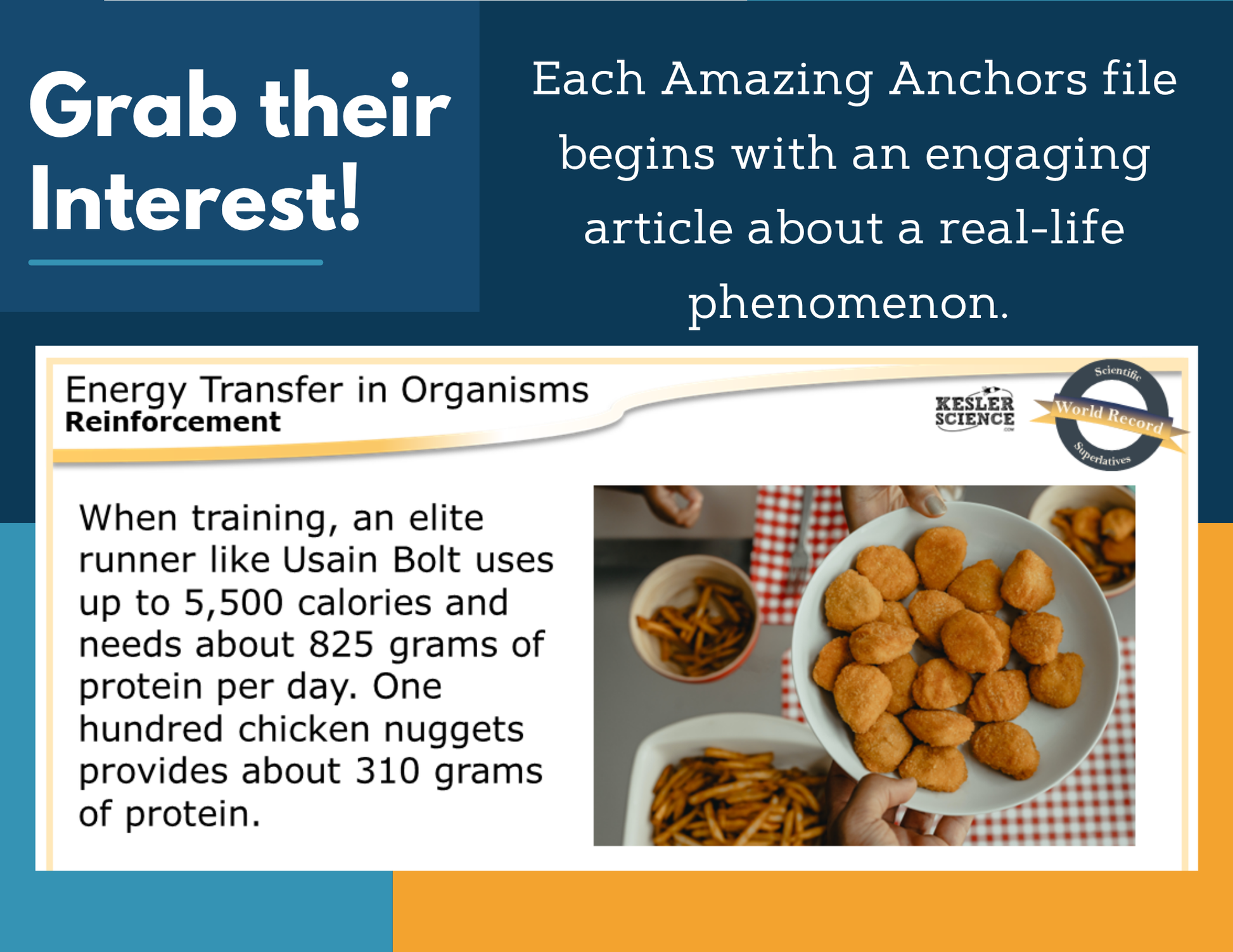 Amazing Anchors Energy Transfer in Organisms - MS 6-8