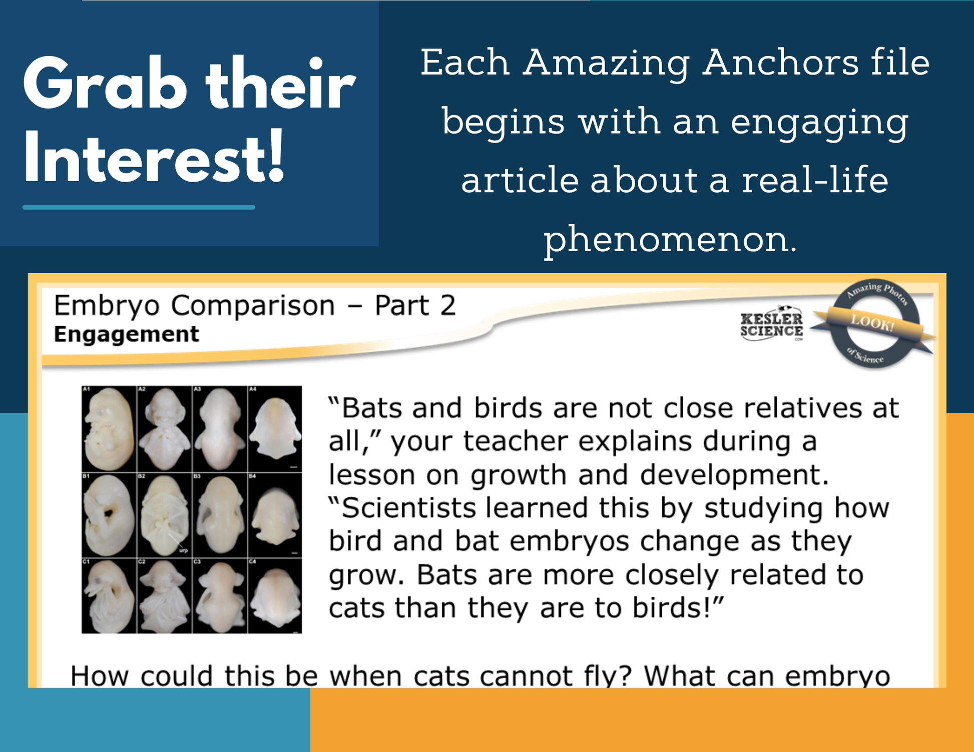 Amazing Anchors Comparative Embryology - NGSS MS LS4-3