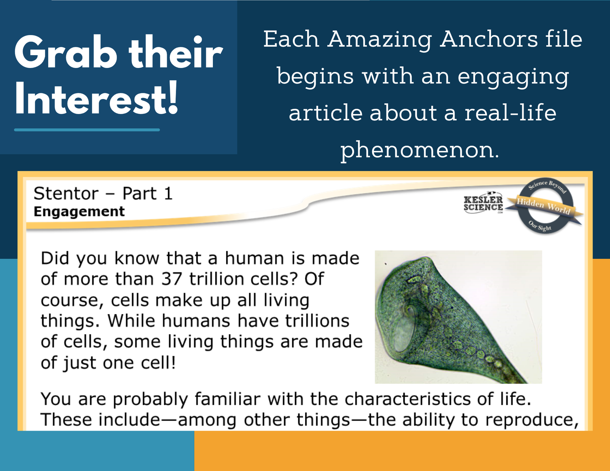 Amazing Anchors Cell Parts & Functions (Stentor) - NGSS MS LS1-2