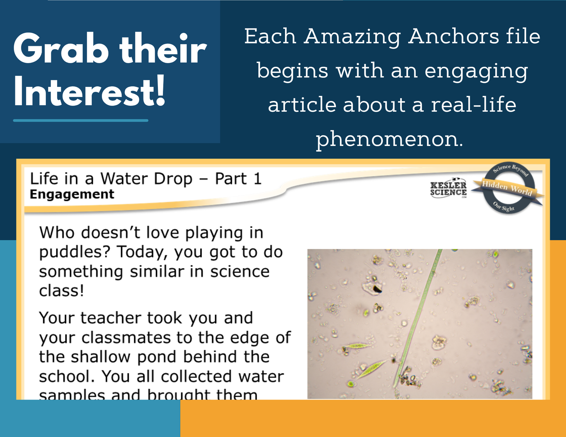 Amazing Anchors Evidence of Living Things (Life in a Water Drop) - NGSS MS LS1-1